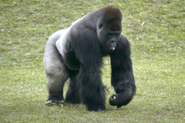 Animal shots of the week